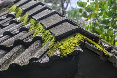 Roof Moss Removal in Turriff AB53